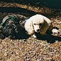 Dogs Camping